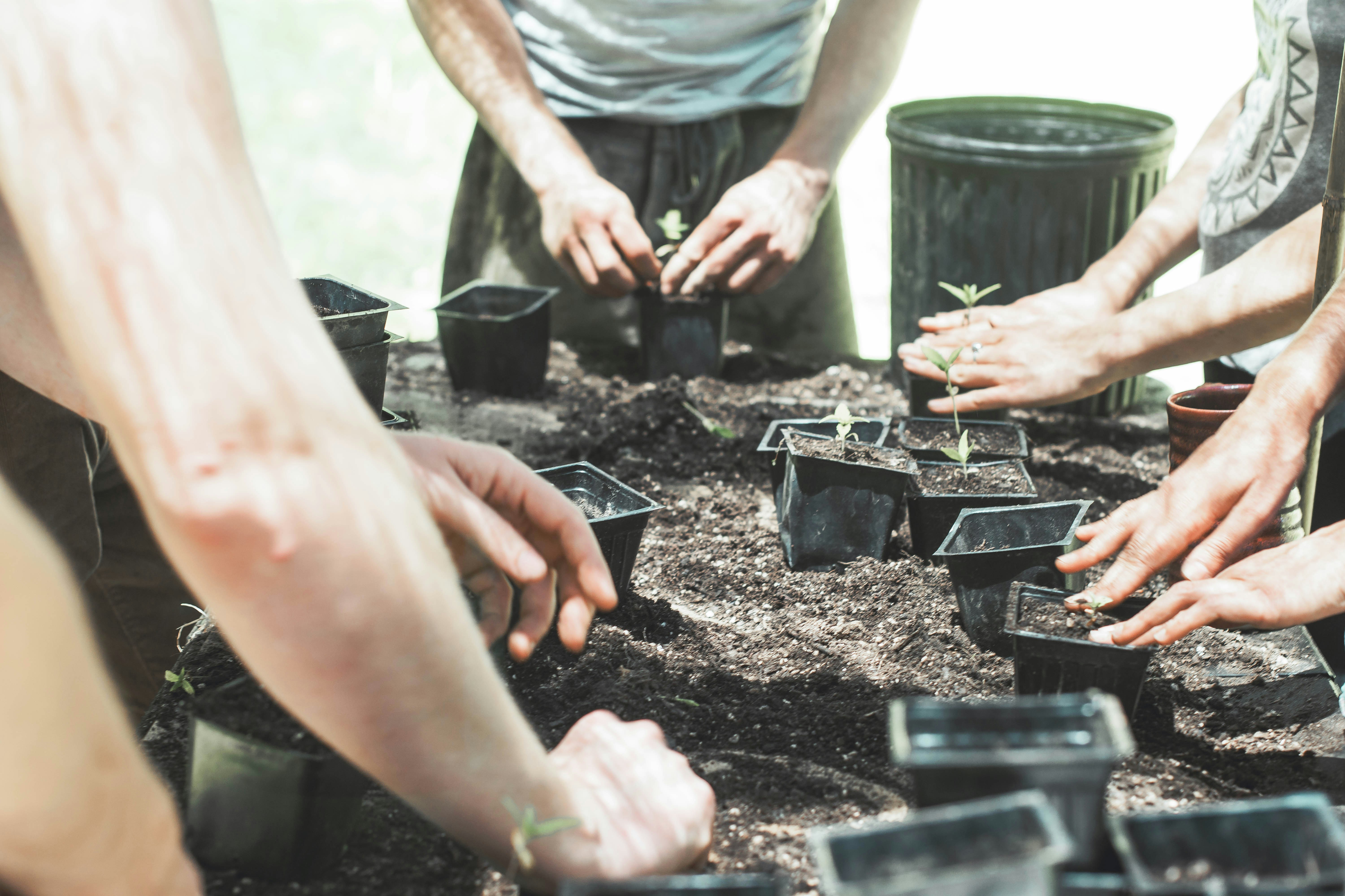 Pase para Jornada de Plantacion