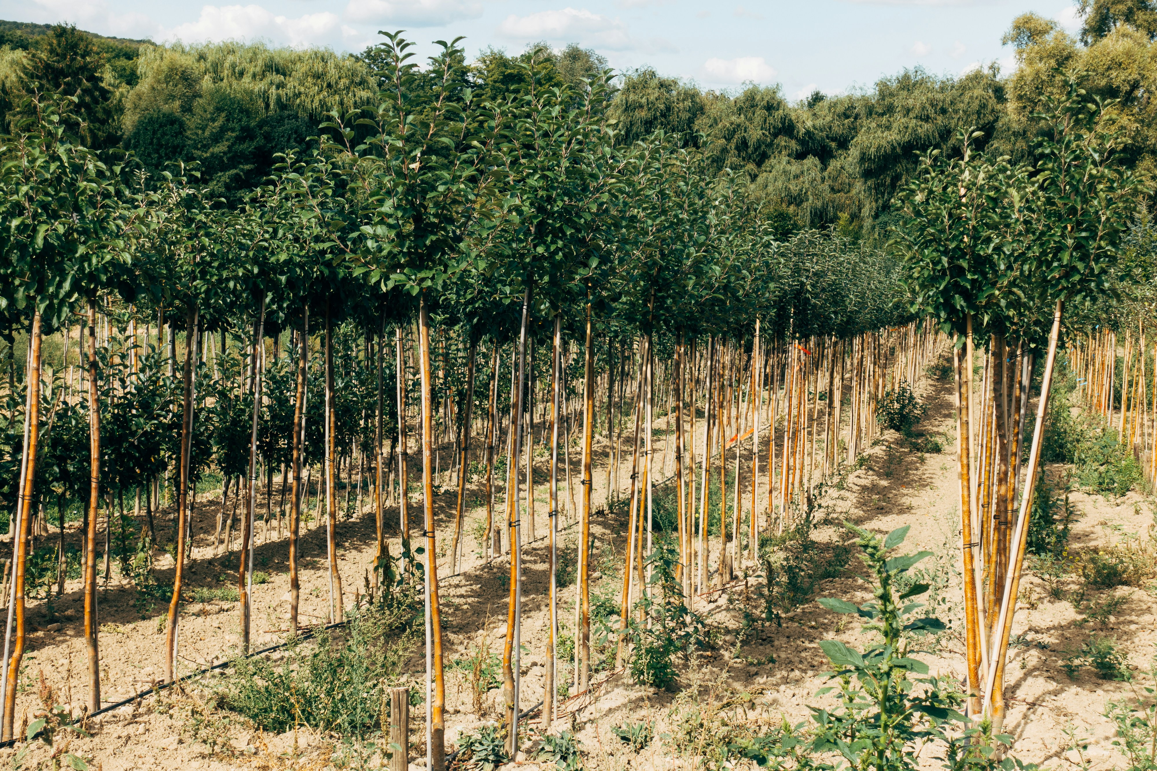 Vivero de Arbolado Mediterraneo